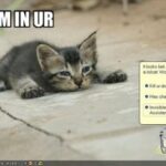 Makoto Shinkai's Lolcats